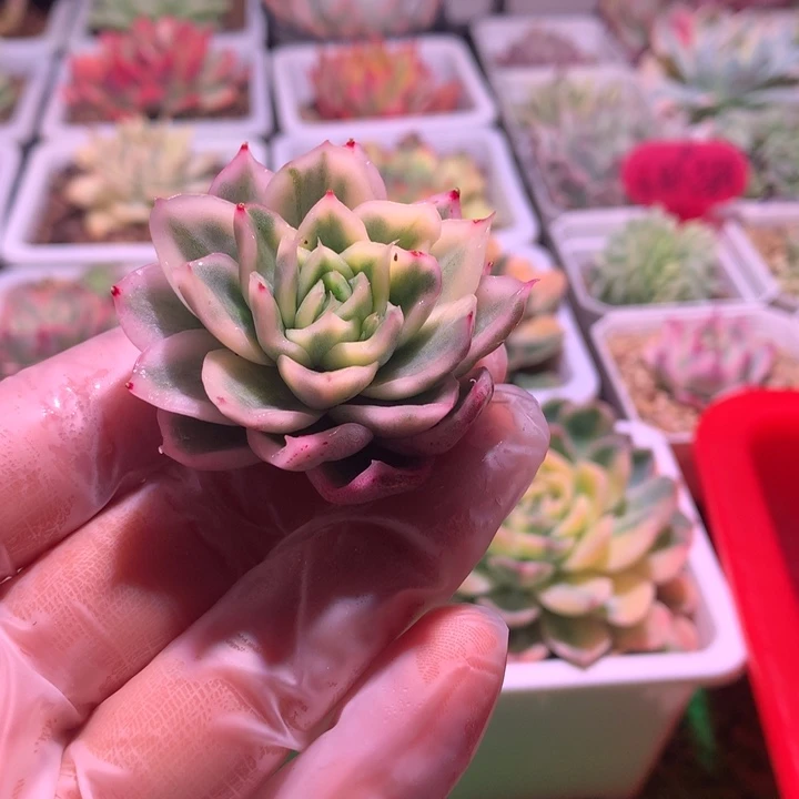 玉杯东云，韩版的，