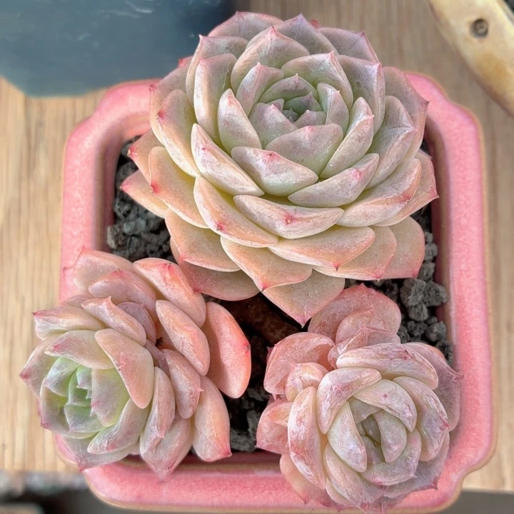 多肉植物 昂斯诺-4