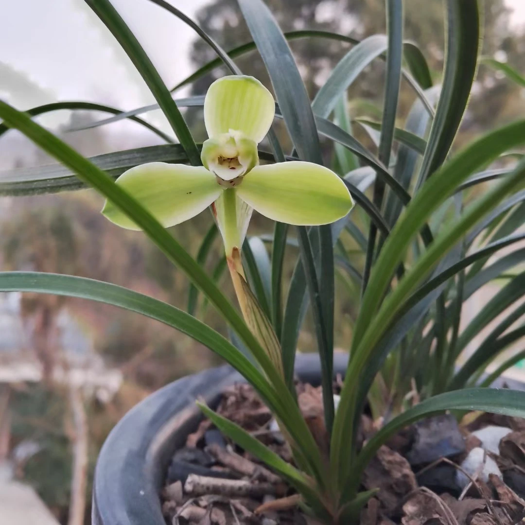 宋梅春兰老种细叶名贵兰花苗绿植花卉好养易花