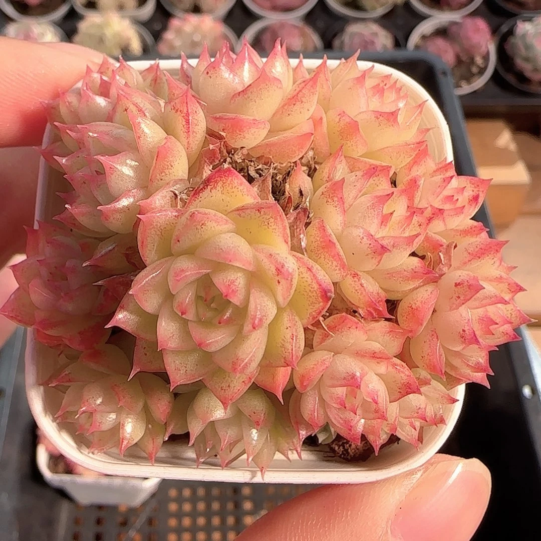 多肉1210-154优选麦秆群