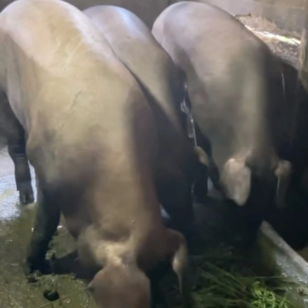 【顺丰空运】代购现场农家黑土猪肉排骨