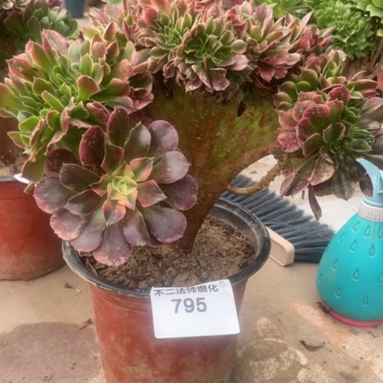 795，多肉法师香妃缀包邮