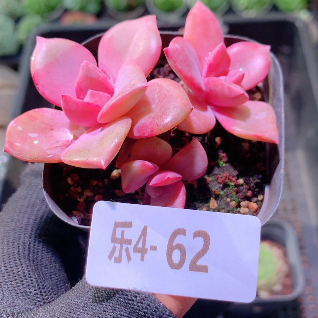 乐然4-62 彩虹糖