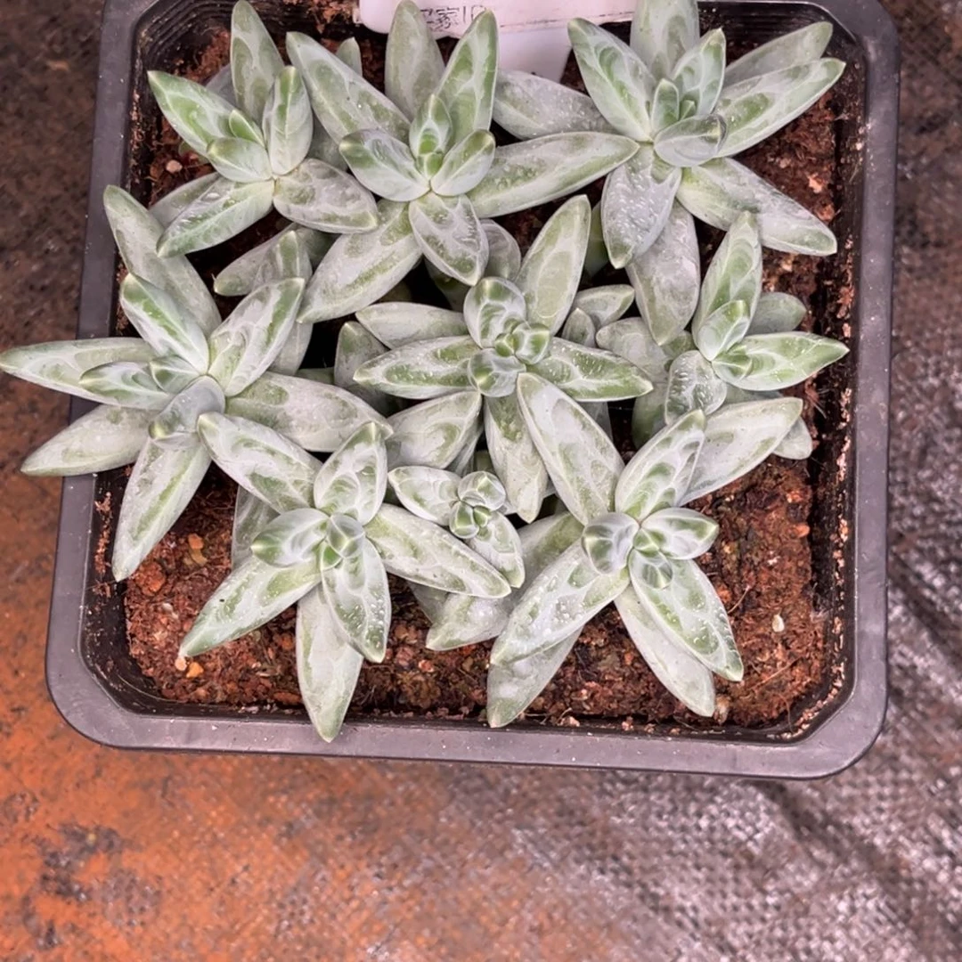 凤羽多肉植物群生336