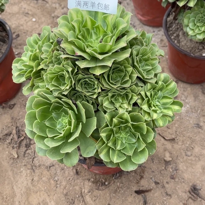 7806翡翠的人多肉的