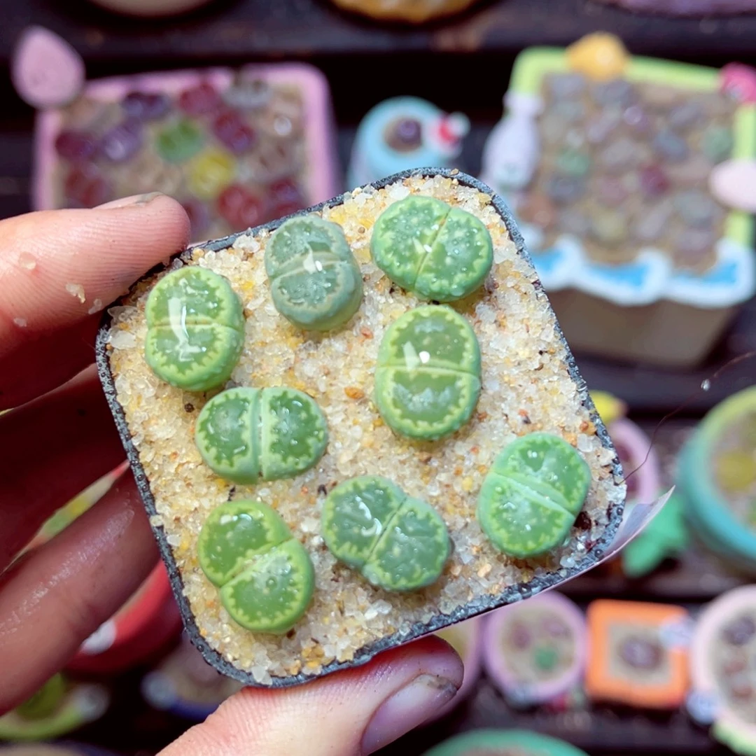 196生石花带盆发1