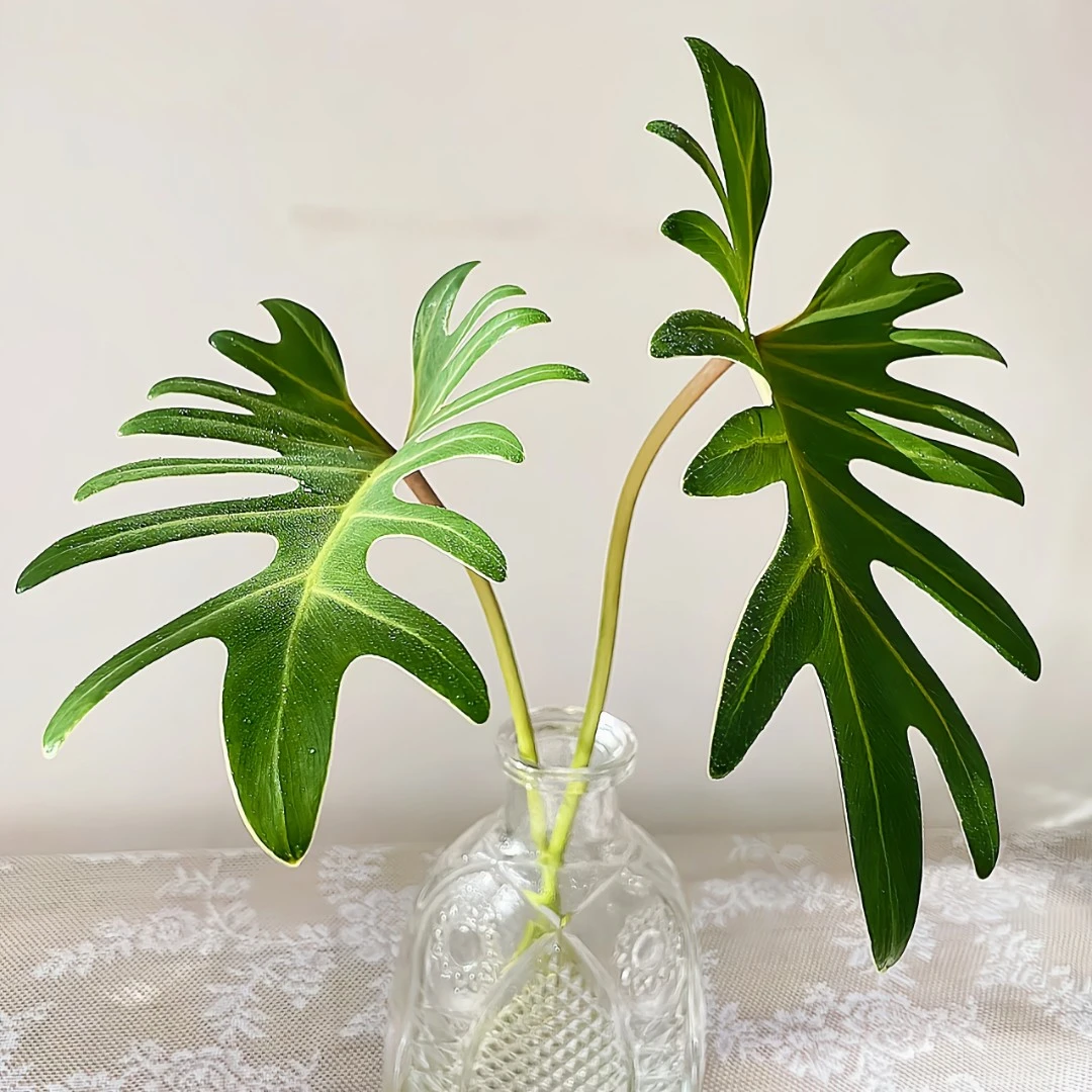 鲜花【小天使叶材】配花配叶百搭草花凑单福利 花束百搭鲜花