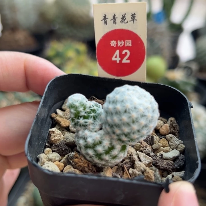 白鸟群一棵仙人球，