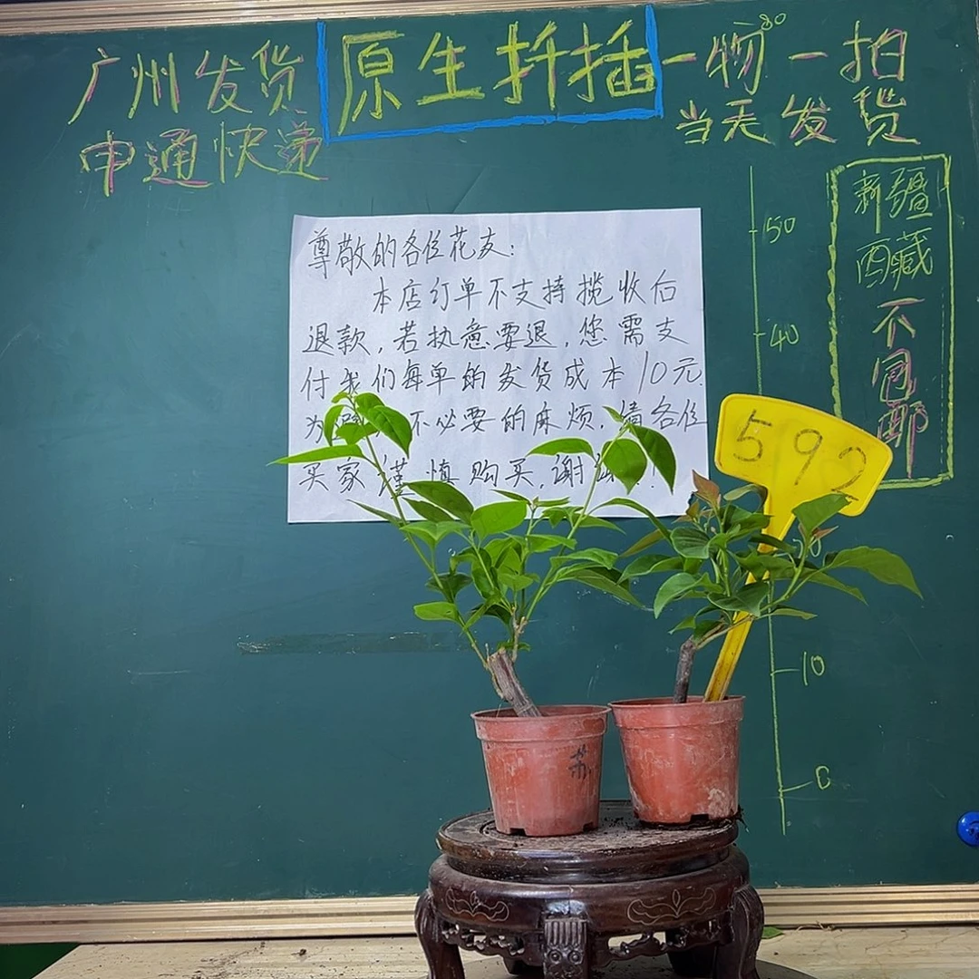 当前无花栽培后可以开花 苏瓦纳掌中宝 樱红掌中宝 592