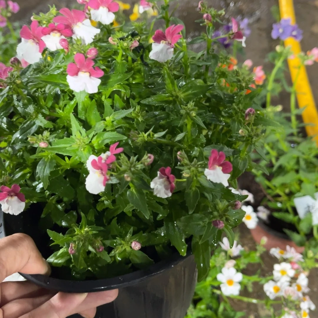 用***妮龙面花浆果色一颗