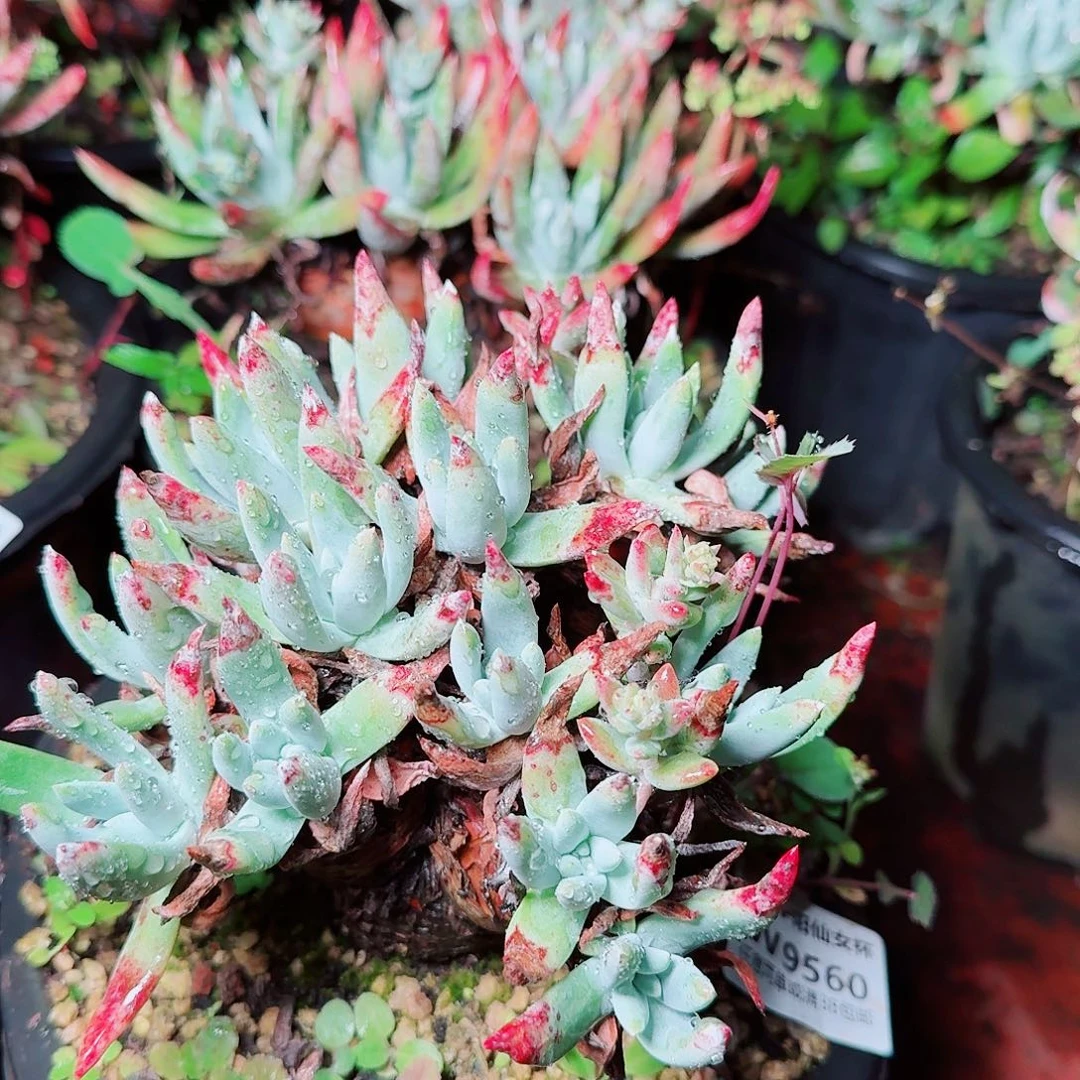 9560两颗仙女杯多肉