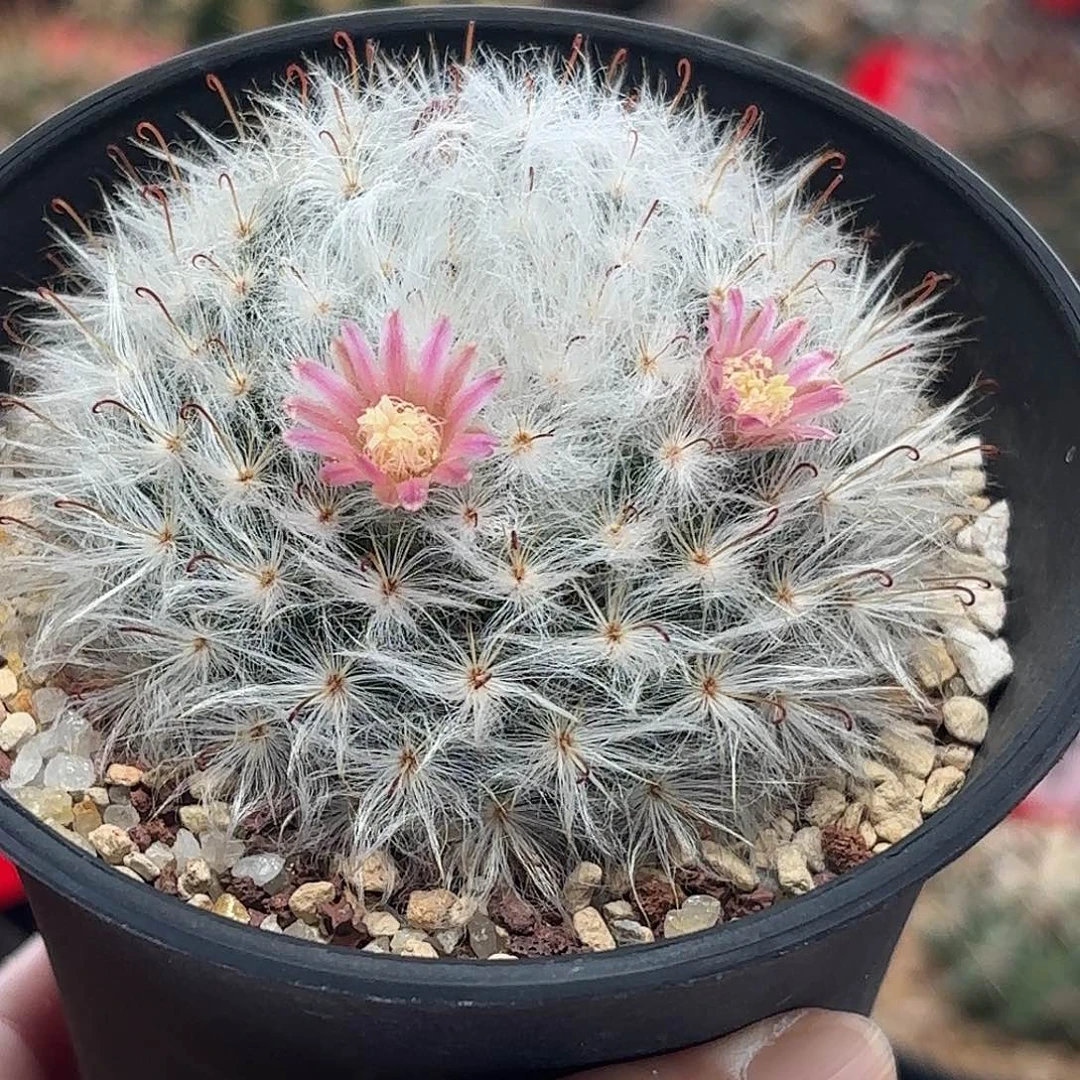 云***鹰仙人球实生白云高砂