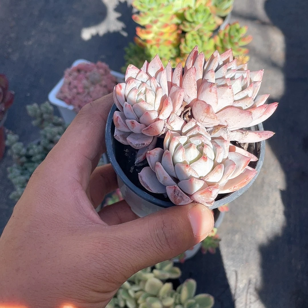 ?****菜粉蓝鸟福利带盆发货