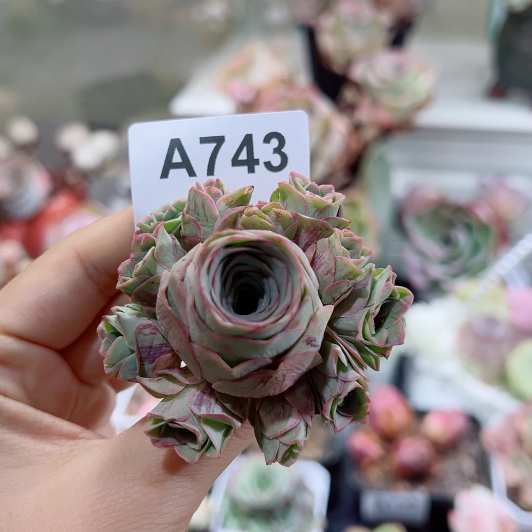 743边线玫瑰手捧花。