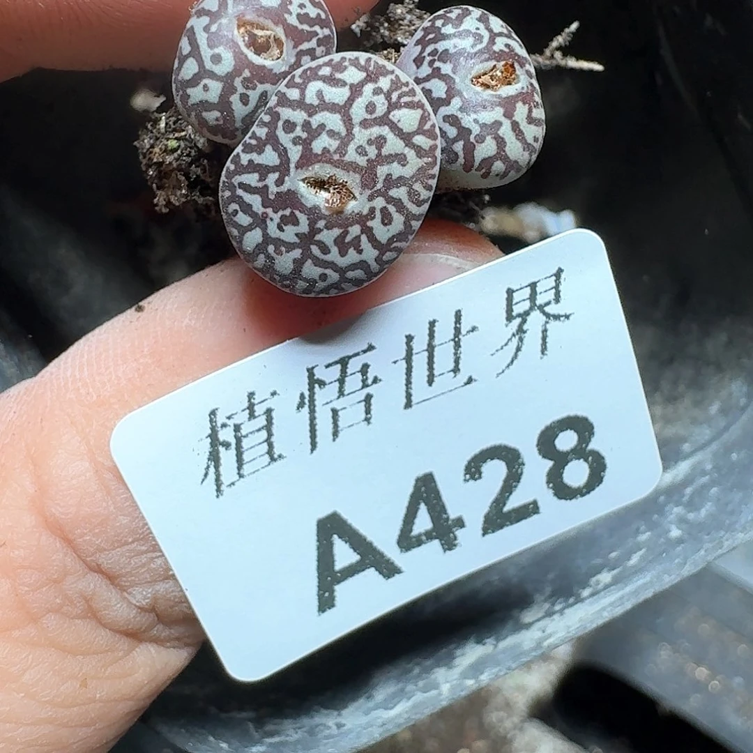 428号d r z w w w c多肉植物哇f g