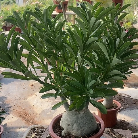【闪购商品】无花朵村****花