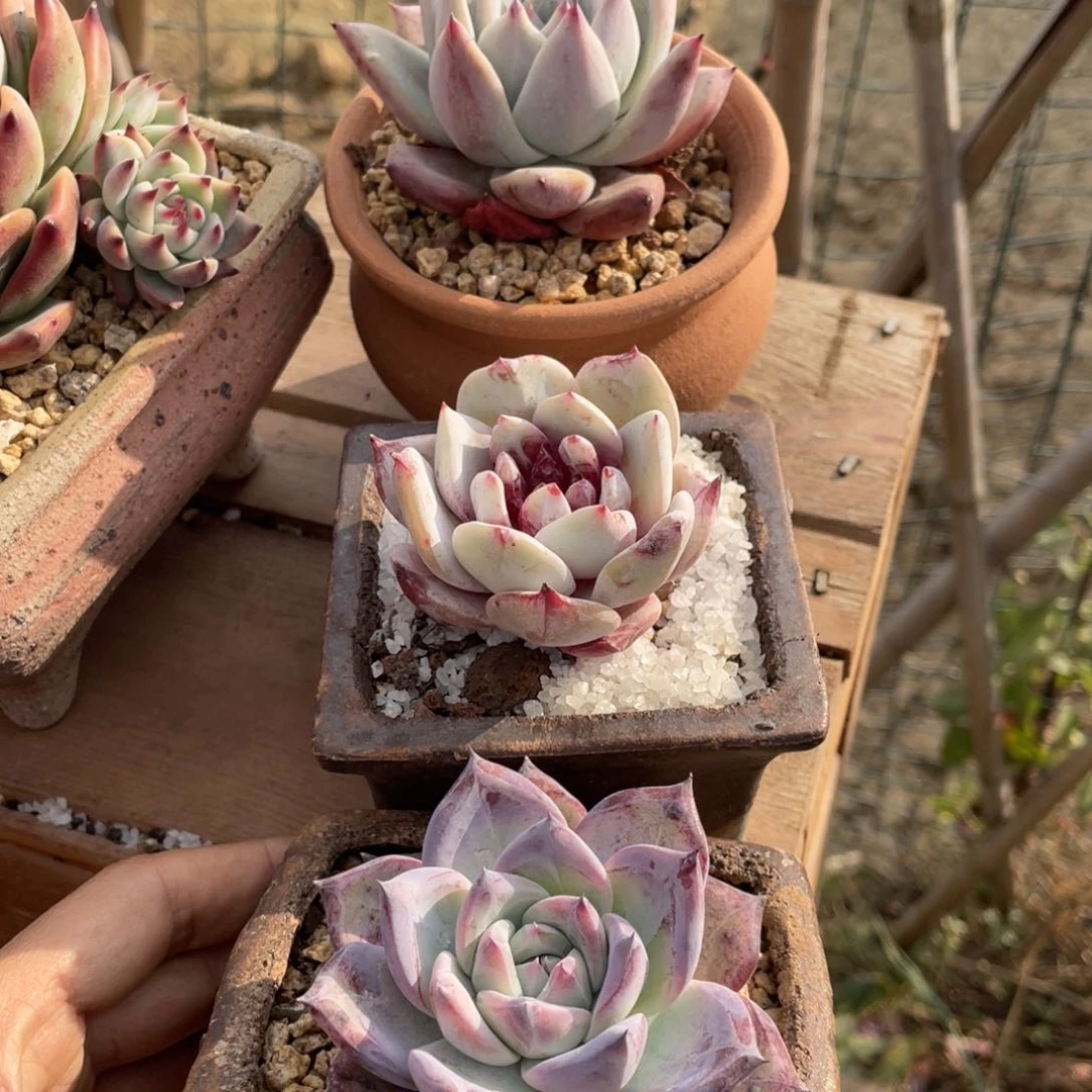 多肉盆栽多肉植物