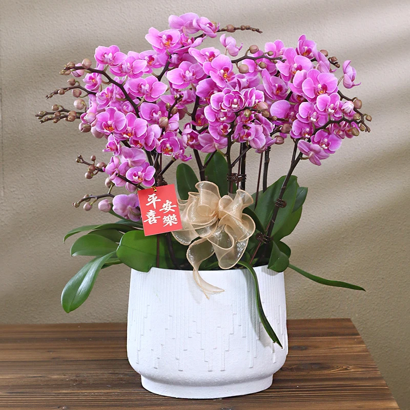 蝴蝶兰【胭脂】带花带盆组好发货乔迁结婚送礼前台客厅装饰