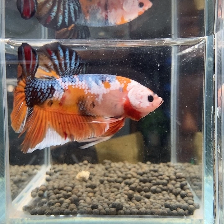 斗鱼黑247号巨斗将军