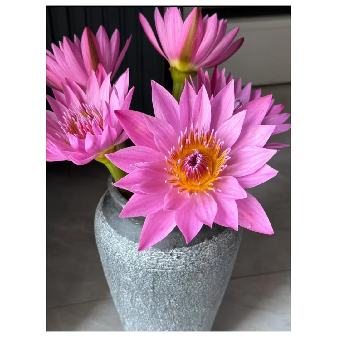 紫色睡莲鲜花云南基地直发水养清香型好养护室内插花