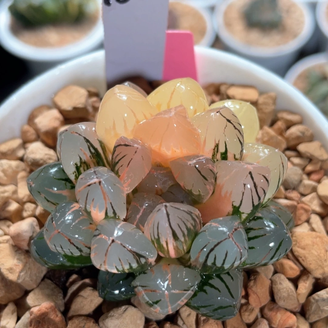 185红太阳玉露锦。