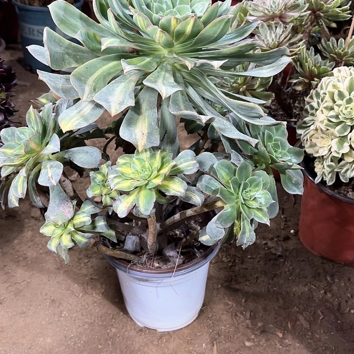 肖****9多肉植物黄中斑99