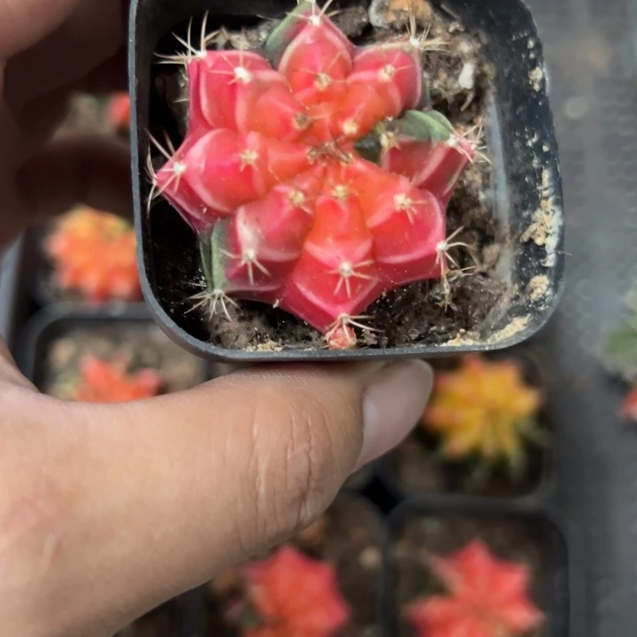 欢****当前无花栽培后可以开花
