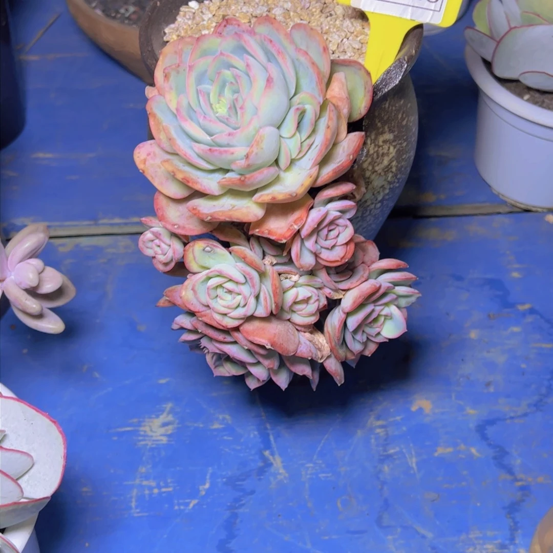 知*晨露2148多肉植物