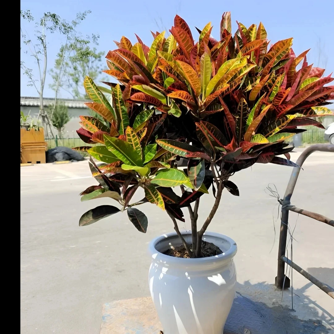 七色彩霞80cm-1米一树见四季叶片随四季温度变化变色耐热好养