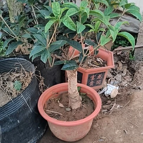 雪***行完全开放八月桂老金