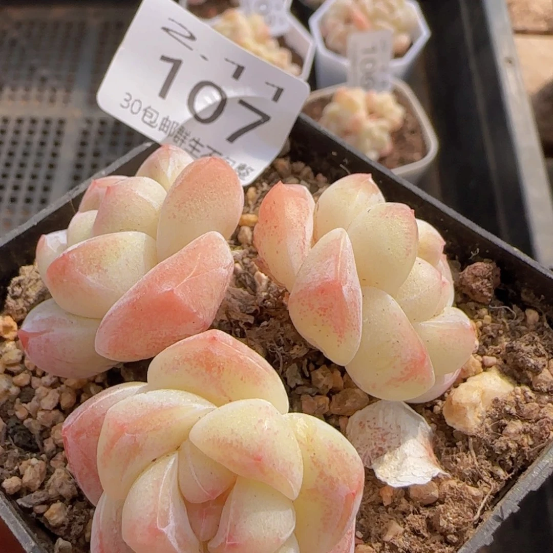 三头老桩冰玉一颗脱土