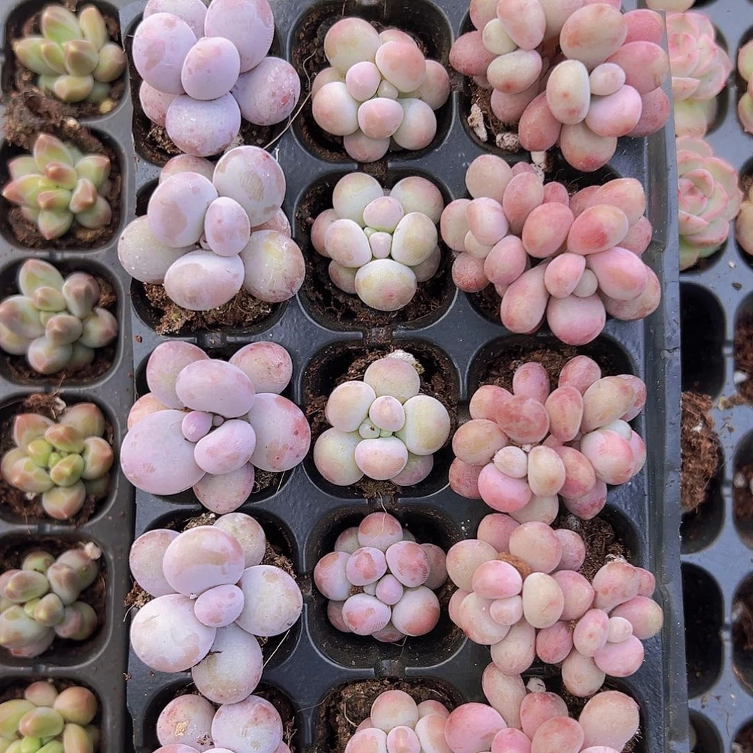 桃蛋组合15颗19包邮多肉