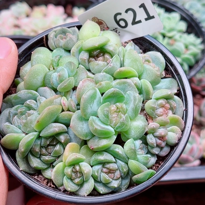 多肉植物多肉植物