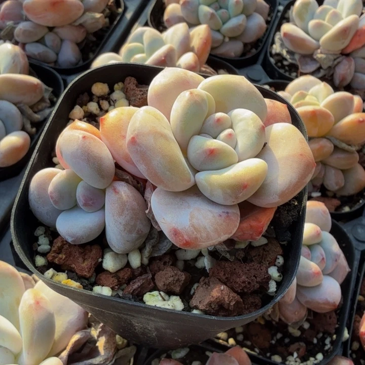 香橙。