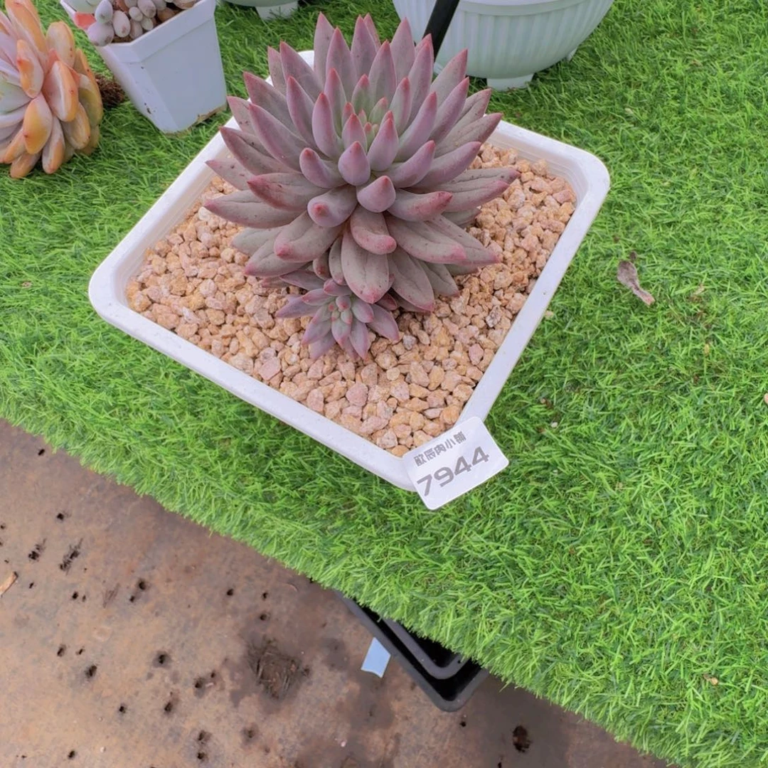 ****多肉植物车厘子7944