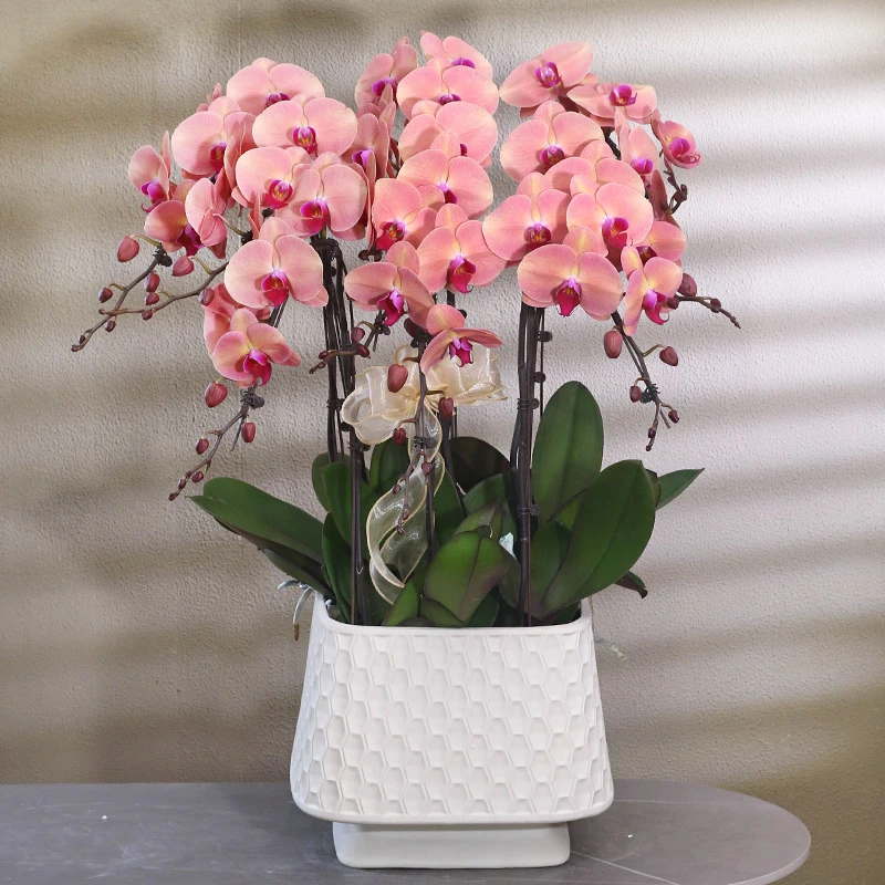 蝴蝶兰【欣欣向荣】高端花卉盆栽兰花客厅室内植物好养活美观送礼
