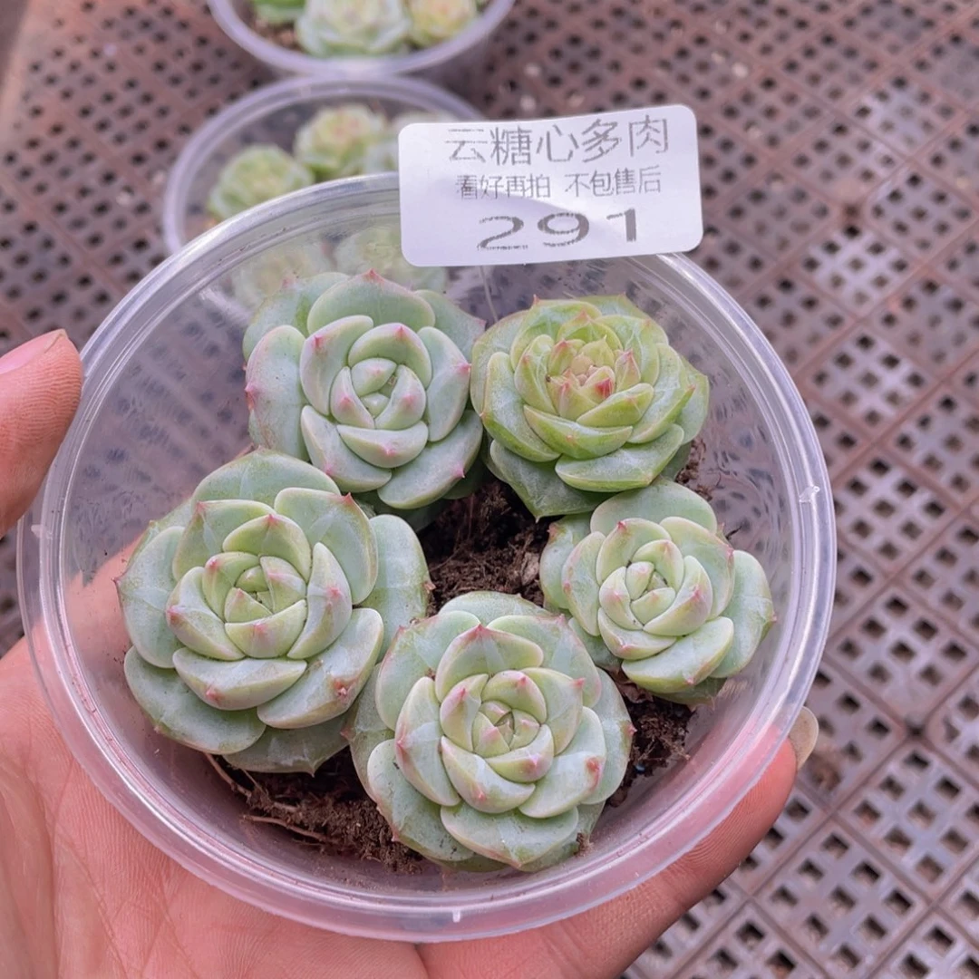 云糖心多肉植物291