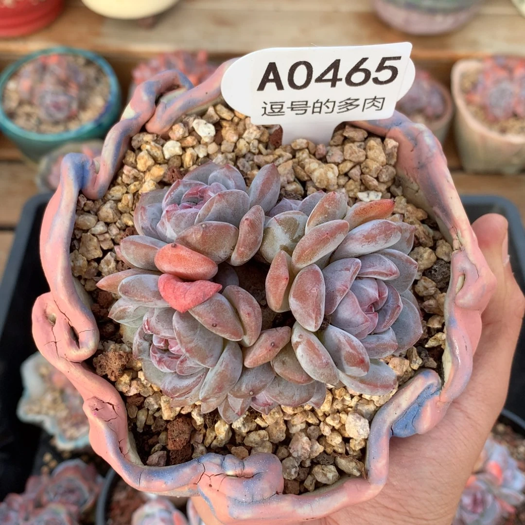 A0465 石榴籽群生 有砍 8cm