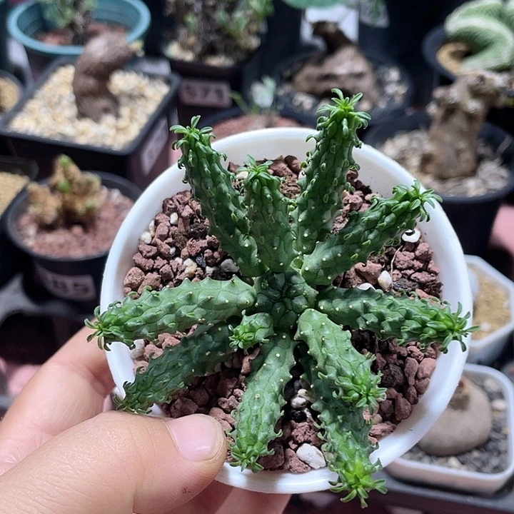 810实生九头龙大戟