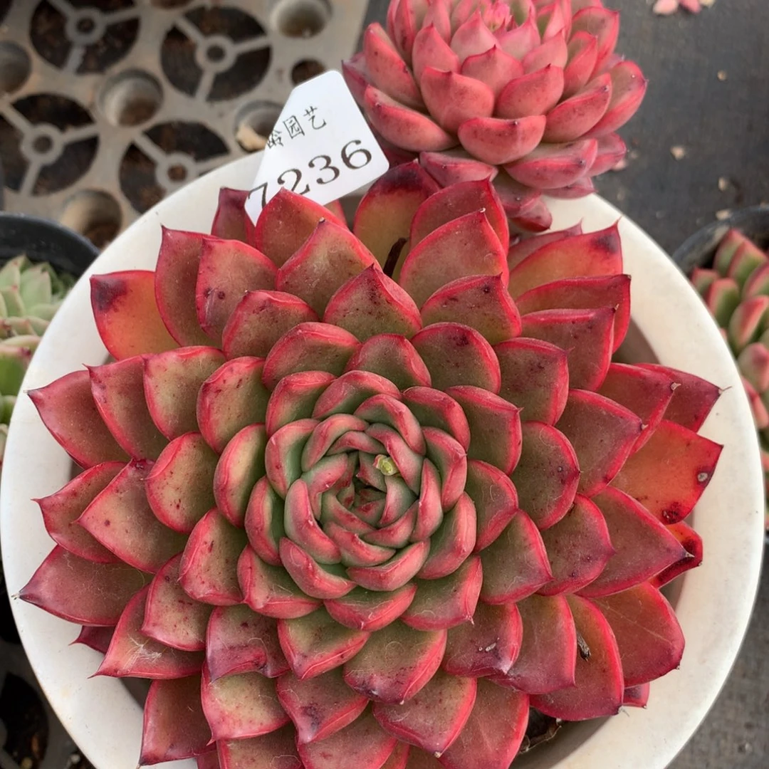 7236杂交多肉老桩