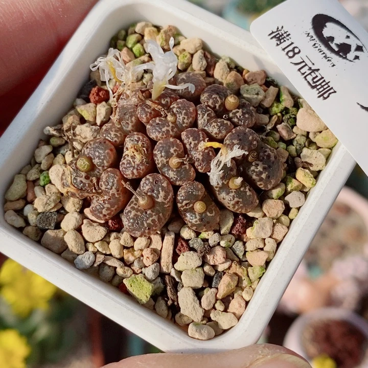 生石花花花花花花936