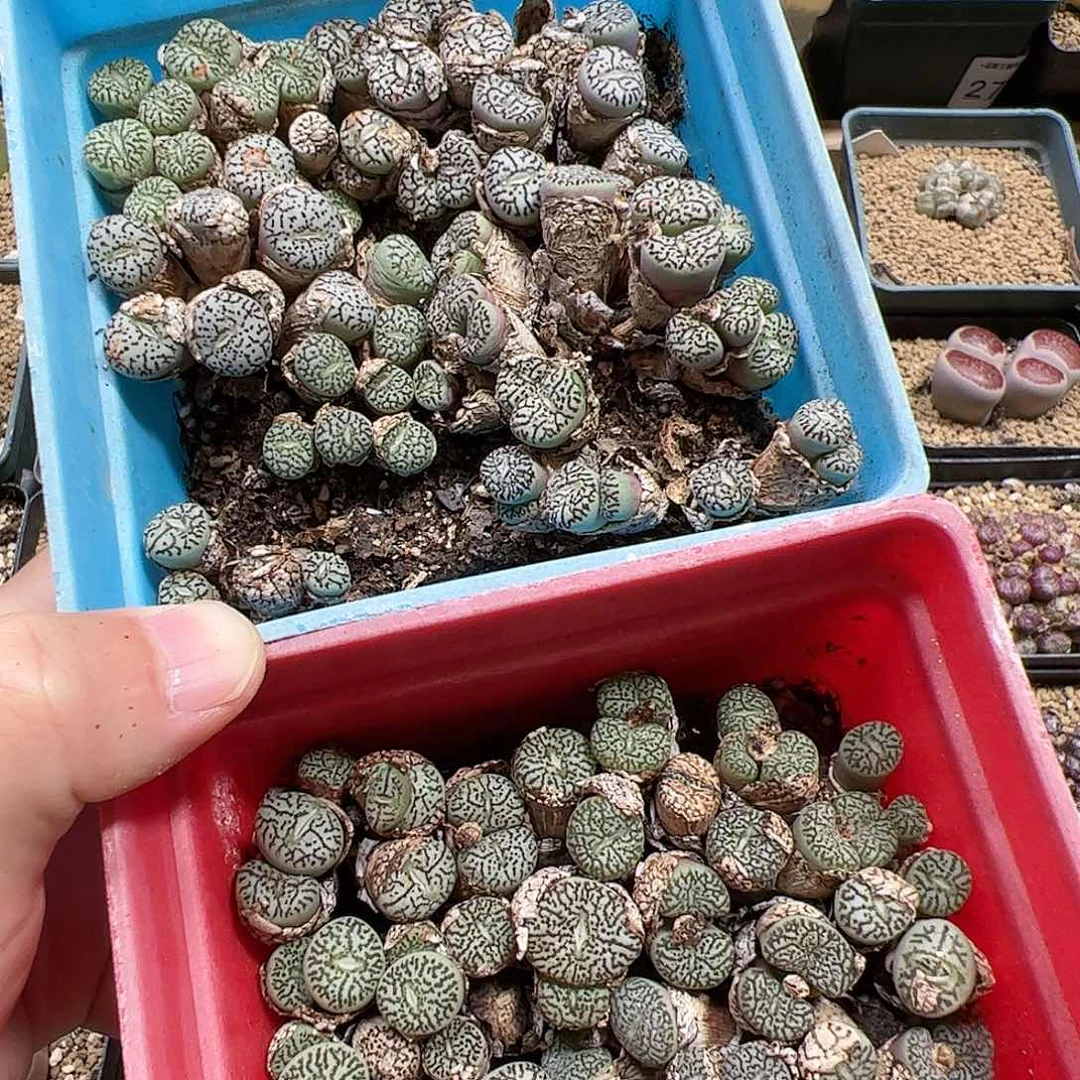 【闪购商品】354 清盒