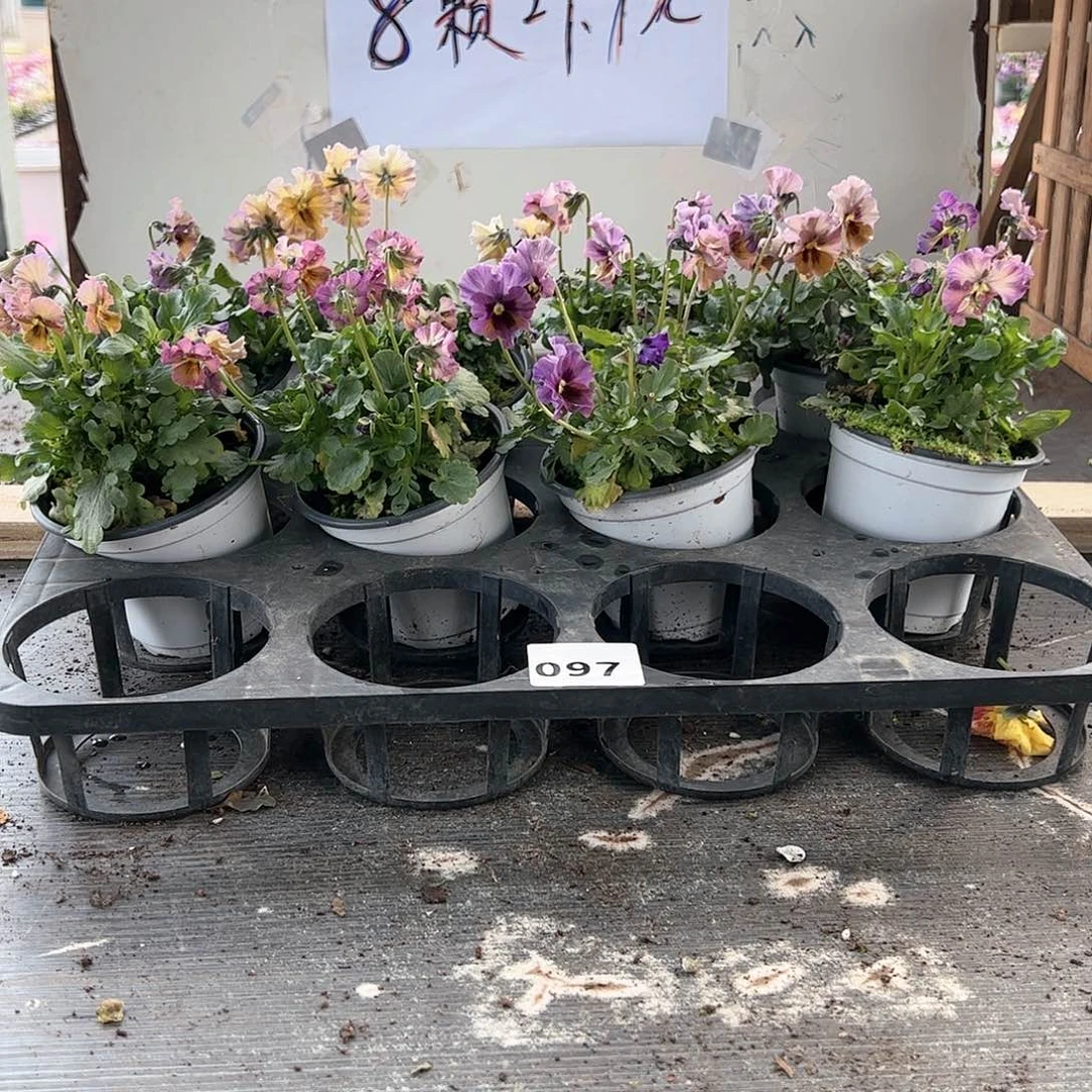 【闪购商品】097号