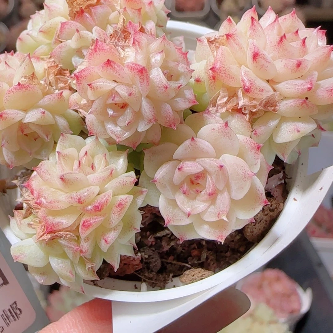 花语多肉1216-177粉魔仙包