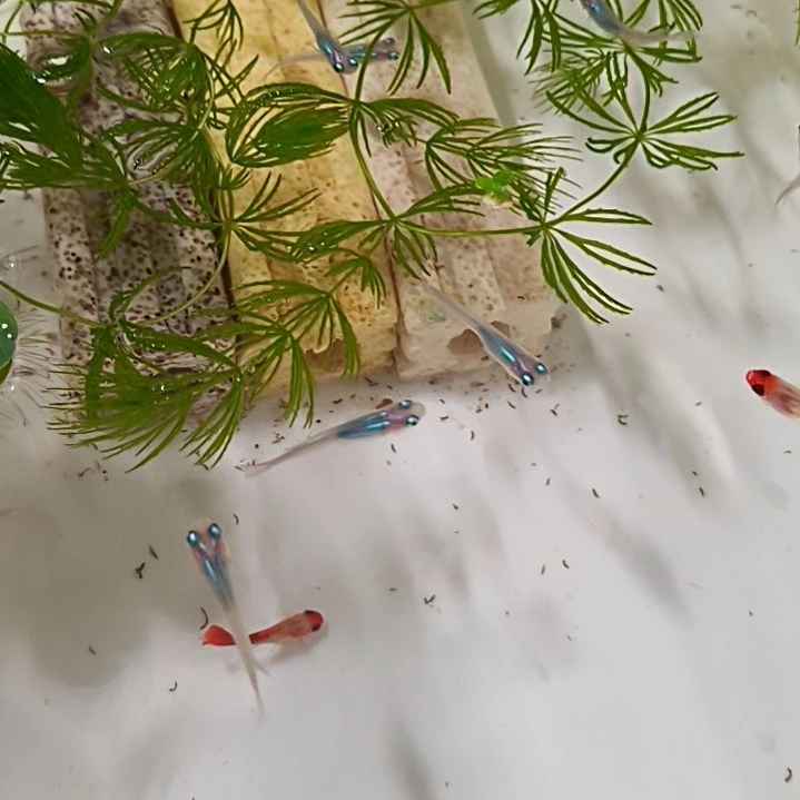 孔雀鱼观背青鳉水滴5 条