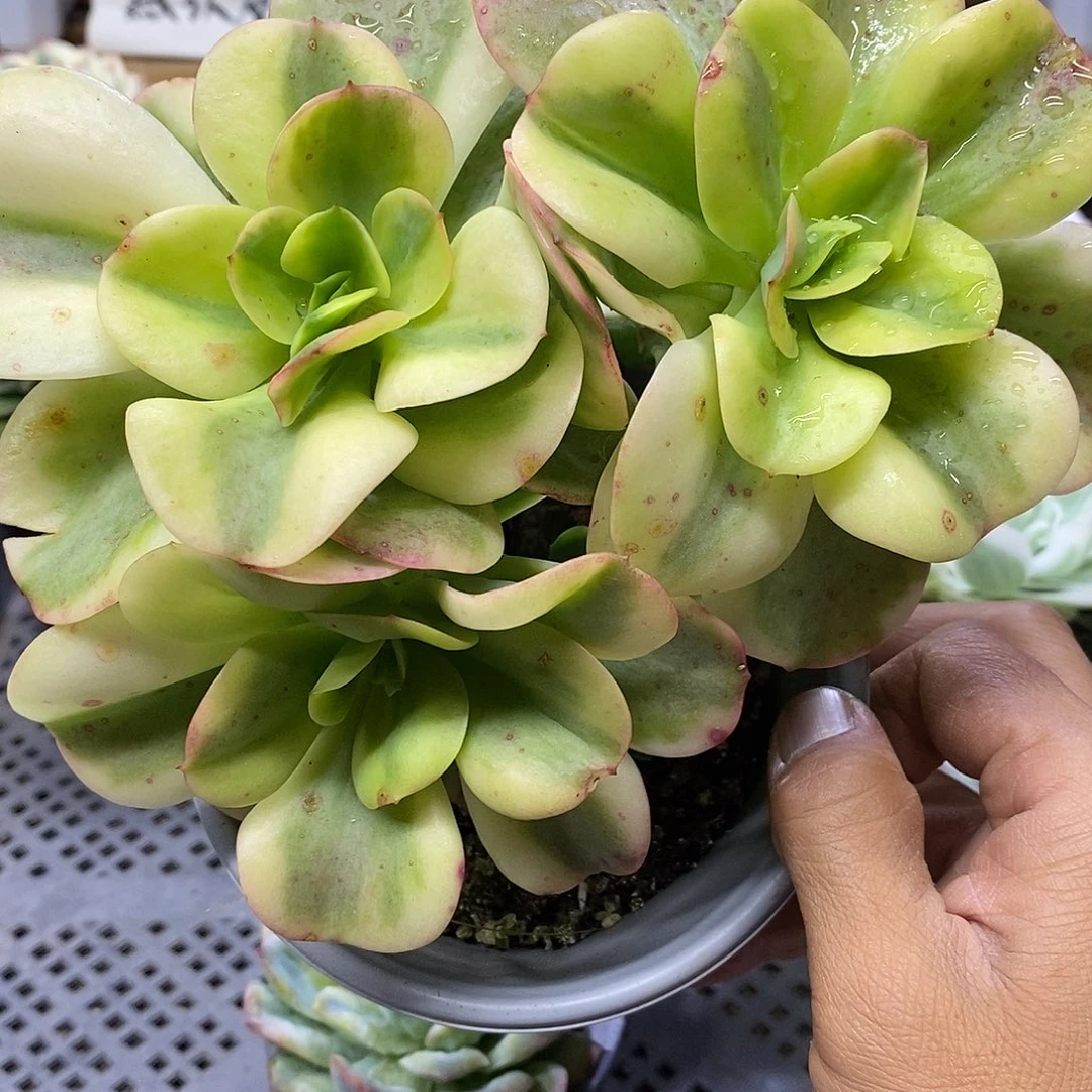2696 红梅覆轮锦 3 头有砍