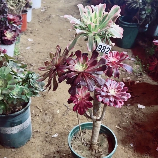 982嫁接老桩法师