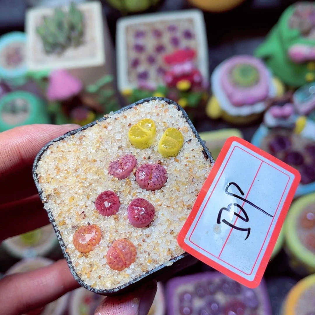 509生石花带盆发