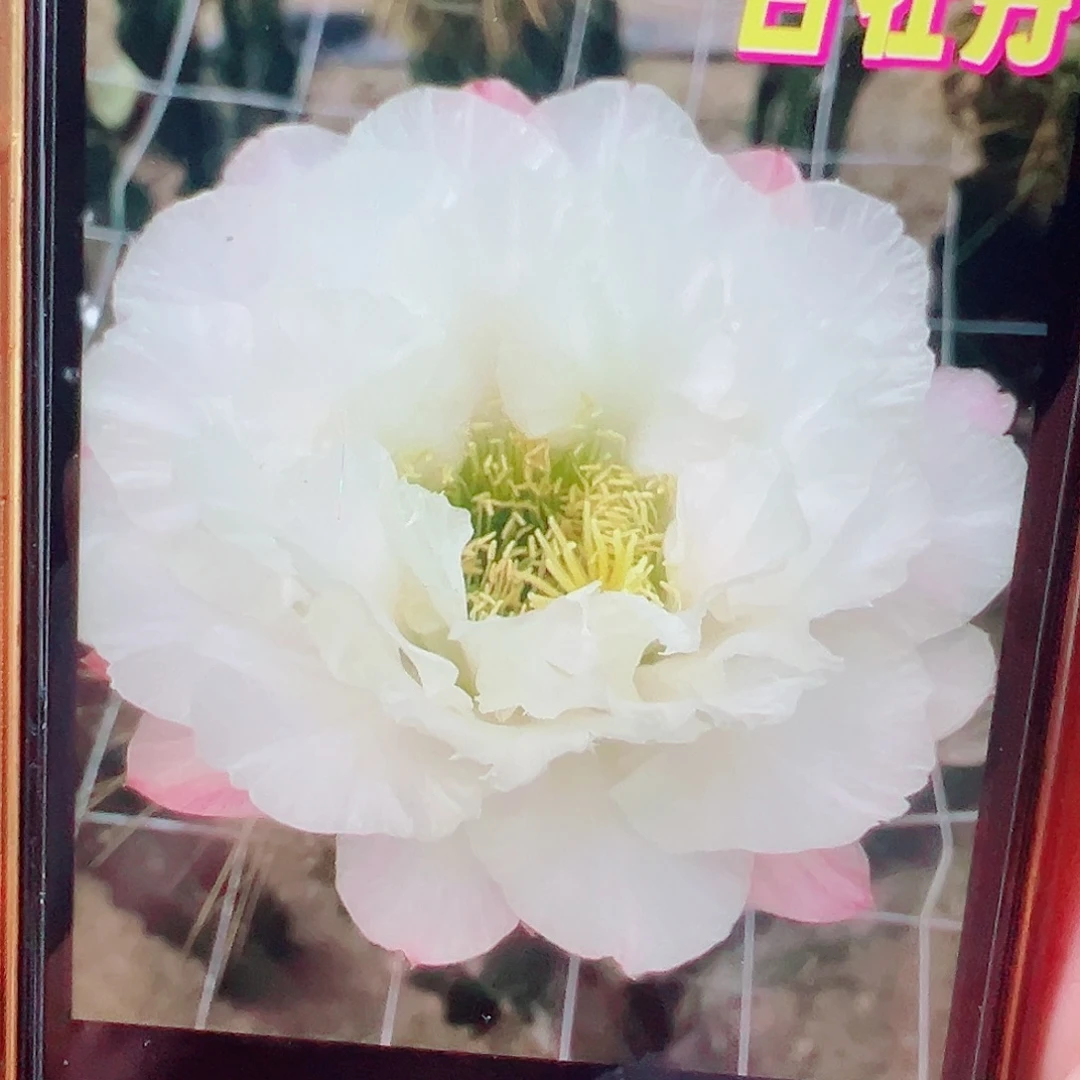 家***宝毛花柱 白牡丹 加1侧芽 满20包邮