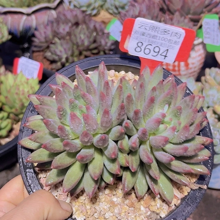 8694绿体虞美人。
